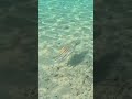 AMAZING - Octopus Smooth Open Water Swim 🐙🏖️🎯
