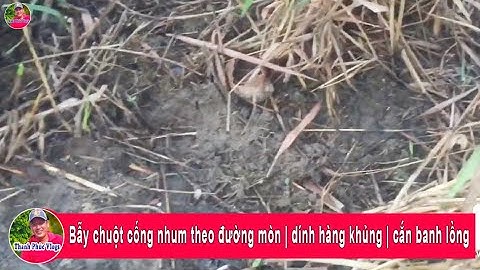 Bẫy chuột cống nhum theo đường mòn | dính hàng khủng | cắn banh lồng | Thanh Phúc Vlogs