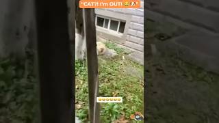 When Dogs Are Scared of Cats 😂🐶🐱 #cute #funny #cat #dog #usa