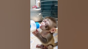 Owner Teases Baby Monkey During Bottle Time… and It Instantly Starts Crying!