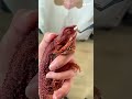 Shed Removal! Oddly Satisfying #beardeddragon #lizard #shedding #satisfying