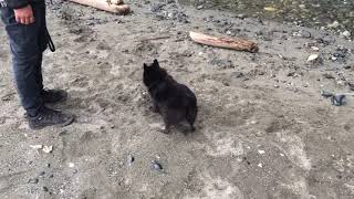 Schipperke spaz by Schipperke Munchie 2,537 views 4 years ago 44 seconds