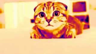 Любопытные коты(Curious cats) Любопытные коты(Curious cats)