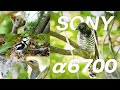 SONYα6700の1日レビュー!野鳥撮影とアクティブモードの性能チェック