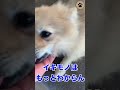 クリスマスに犬を買わないで! #shorts #保護犬