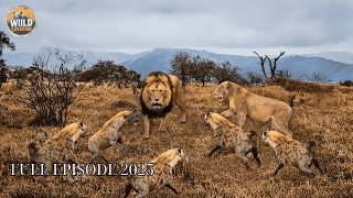 LIONS VS HYENAS | The Wildest Power Struggles of the African Wilderness