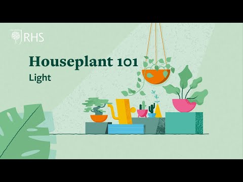 تصویری: نکاتی برای تبدیل گیاهان آپارتمانی: چرا یک گیاه آپارتمانی به سمت نور متمایل می شود