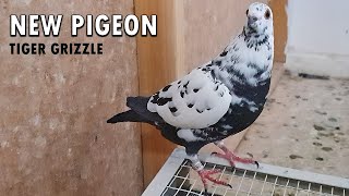 TIGER GRIZZLE - NEW PIGEON!