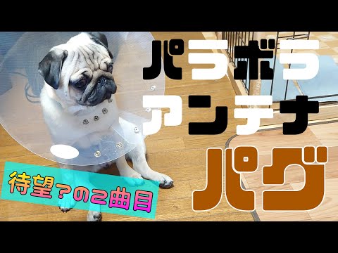【新曲】パラボラアンテナパグ～エリザベスカラーを巻かれて～