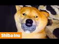 Cutest Shiba Inu Bloopers & Reactions | Funny Pet Videos