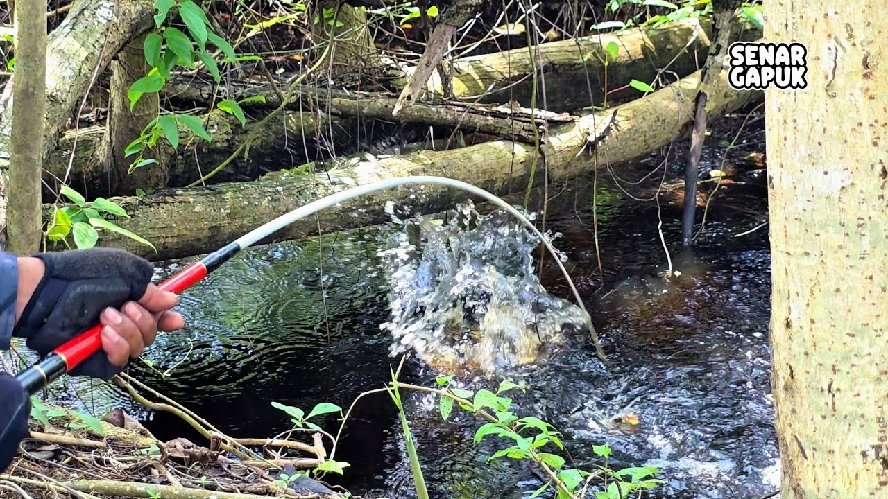 Mancing dibawah ranting2 kayu banyak sekali ikannya  #SG-470