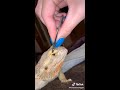 Bearded Dragon Side of TikTok Part 4