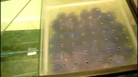 DIY 10 Gallon Wet/Dry Filter.AVI