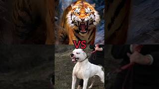 pitbull, Tiger VS dogo Argentina #youtubeshorts #viral #short #shorts