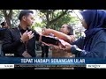 Ini Cara Tepat Hadapi Serangan Ular