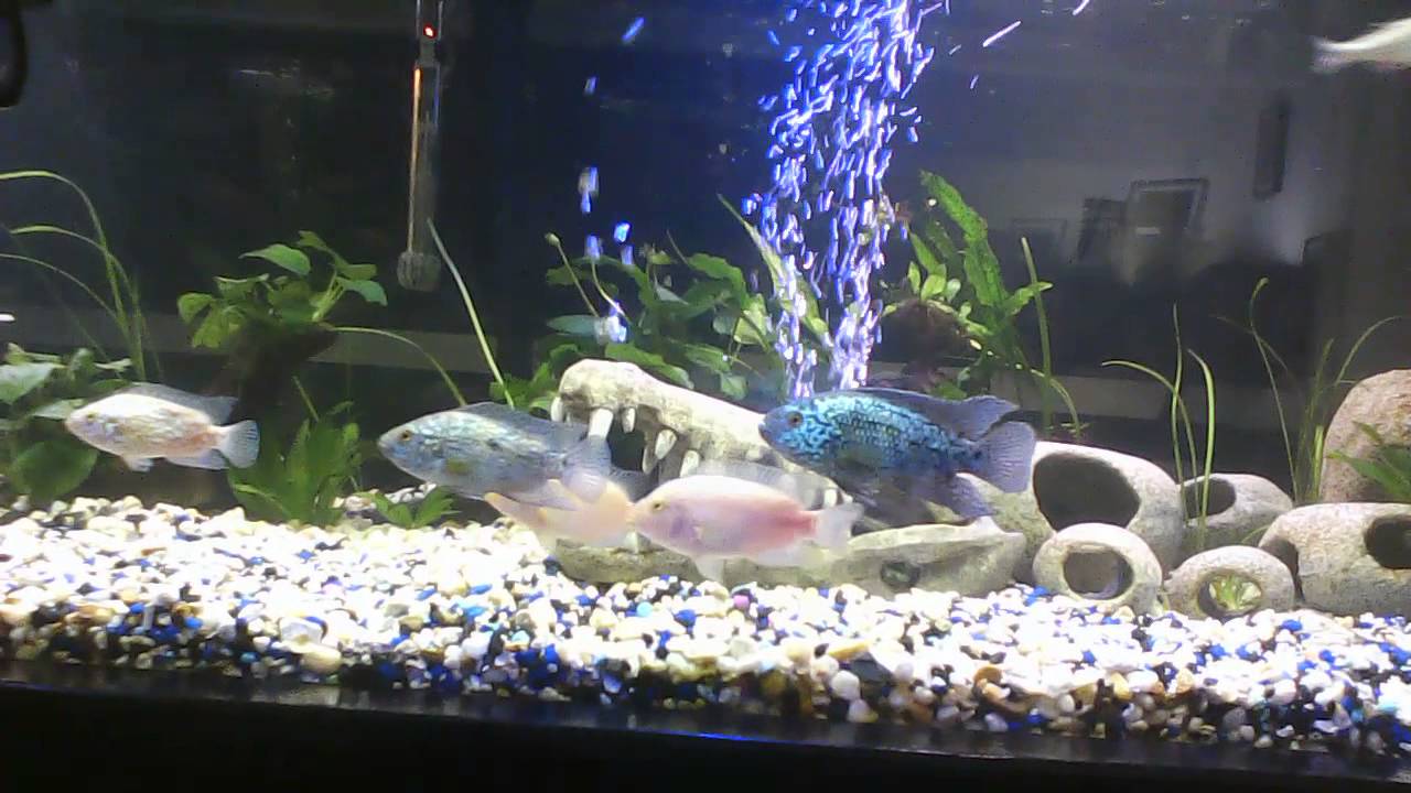 JACK DEMPSEY FISH TANK 125 GALLON YouTube