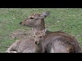 奈良SDGs学び旅 奈良公園・鹿