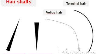 Trichoscopy For Beginners 1 Dr Rania Alakad