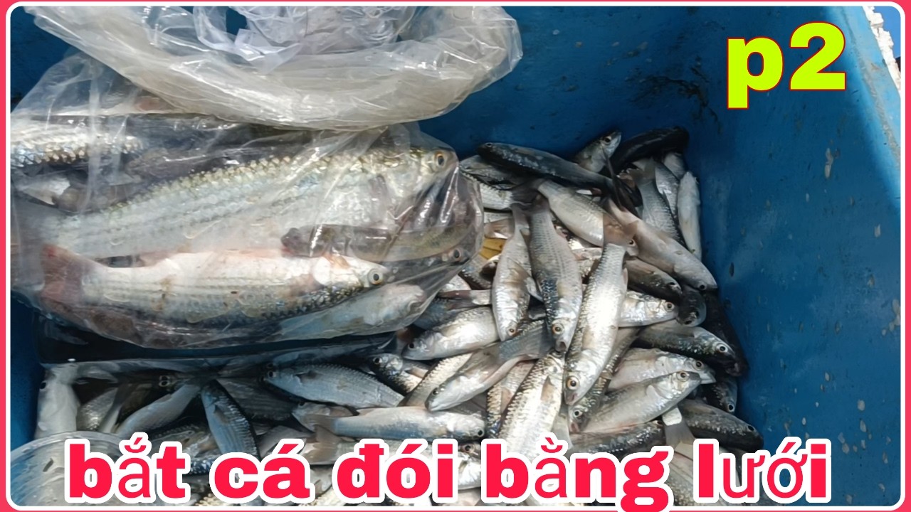 Ngày thứ 2 giăng lưới cá đói (máy kích cá)LH 0946367625(tôm ak)