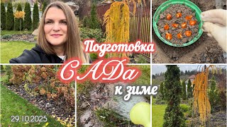 видео: Подготовка сада к зиме: уборка листвы, пересадка растений и посадка луковичных картинка: Подготовка сада к зиме: уборка листвы, пересадка растений и посадка луковичных