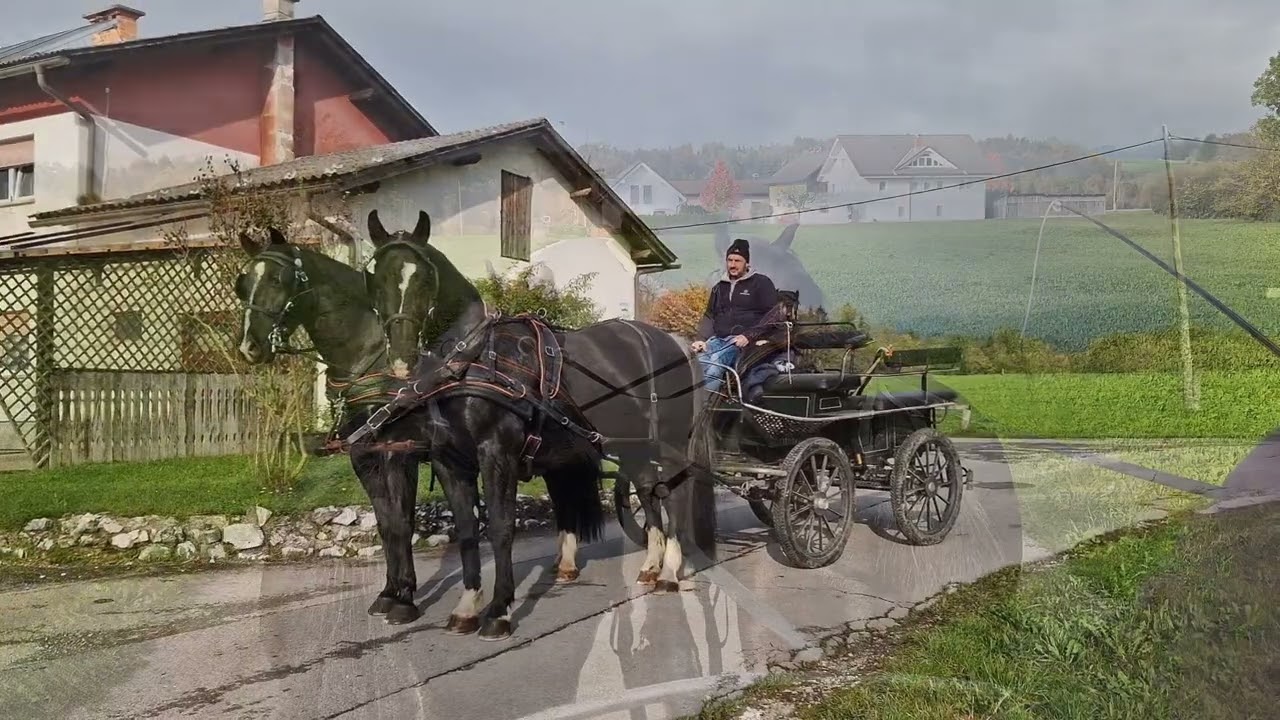 Apollo & Allegro, harmonisches GESPANN - Winterrappen, Schlesier ( Alt- Oldenburger)