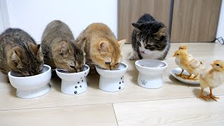 Coco the cat is having dinner with his family and some more chicks