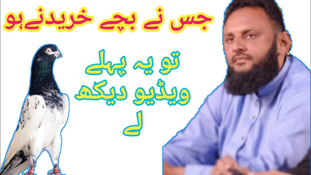 Ustad Haji Imran Bakkar Mandi Pigeons.😍