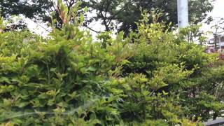 夏の灯台躑躅ドウダンツツジ　Enkianthus Perulatus Healing Video