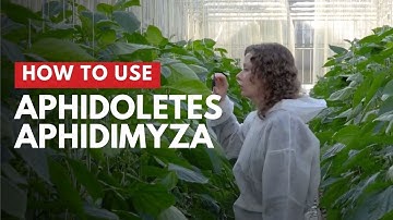 Gall midge Aphidoletes aphidimyza | How to use