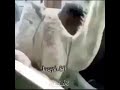 يلعن ام سماجة 