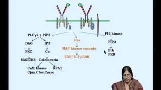 Mod-04 Lec-08 Signaling in B cells