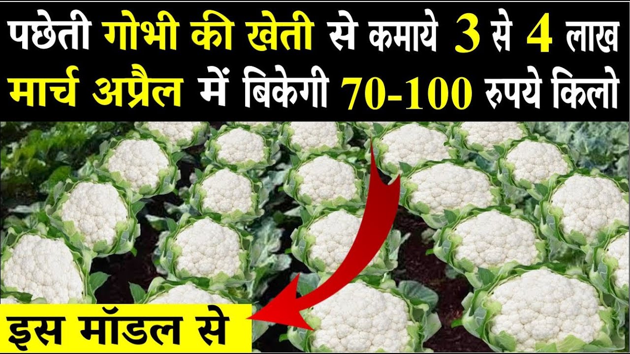 पछेती फूल गोभी की वैज्ञानिक खेती कैसे करे  | Gobhi Ki Kheti Kaise Karen