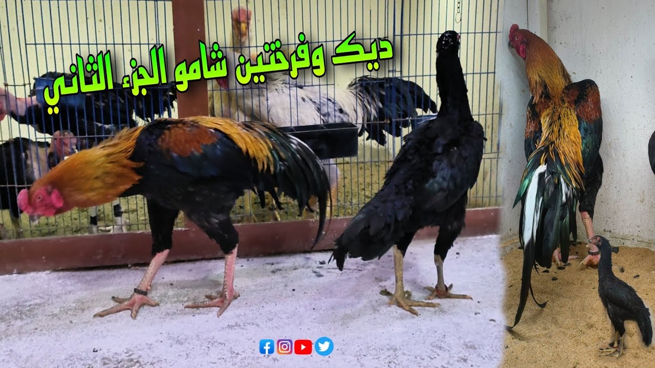 ديك وفرختين شامو الماني اصح ومتع نظرك من الشغل الجديد (الجزء الثاني) 🐓💯🐔