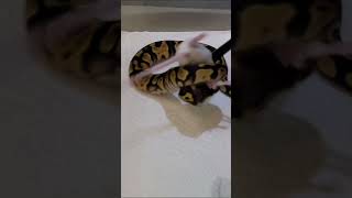 Ball Python Hatchling Feeding Slow Motion