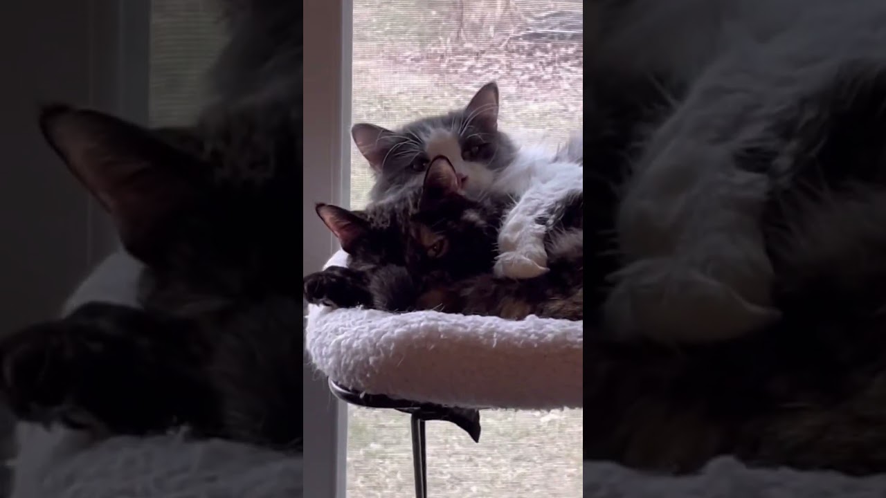Two Skittish Cats Create a Special Bond over the Window Seat 