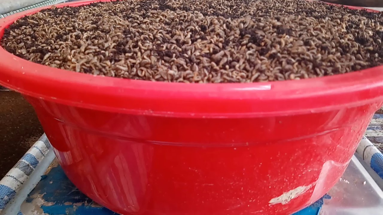 Thử Nghiệm Dùng 1 Bao Thức Ăn Bò Nuôi 30G Trứng Thì Được Bao Nhiêu Kg Sâu