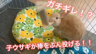 #6 ネザーランドドワーフの子ウサギが木のおもちゃを投げまくりで筋トレをするのがかわいい　This is a video of a rabbit doing muscle training！