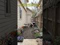 This tiny yard transforms into an epoxy garden river… 😳✨ #beforeafter  #timelapse  #truestory
