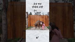 서울 근교 여행지로 찜! 충남 예산의 소확행 여행지🌿