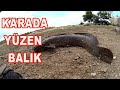 FRAGMAN/ KARADA YÜZEN BALIK / Fish That Swims on Ground !