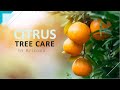 Citrus tree care in arizona