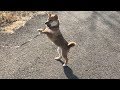 柴犬（豆柴）みかんの大冒険｜初めての長旅（散歩）へ　～前編～