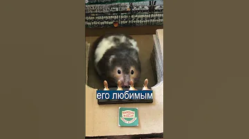 Пролетела 11 000 км ради похорон хомяка