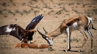 Eagle Attack Fox And Springbok In The Wild