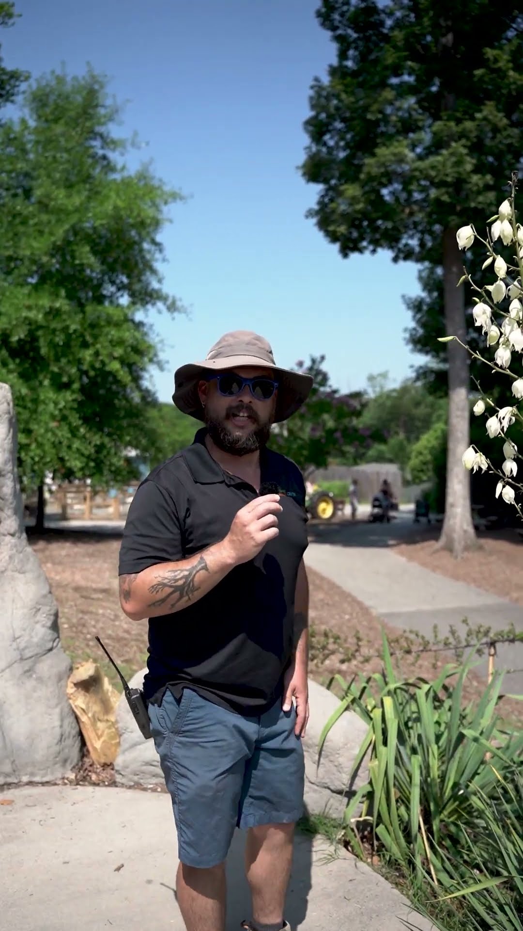 Plant Highlight - Yucca v. Yucca - YouTube