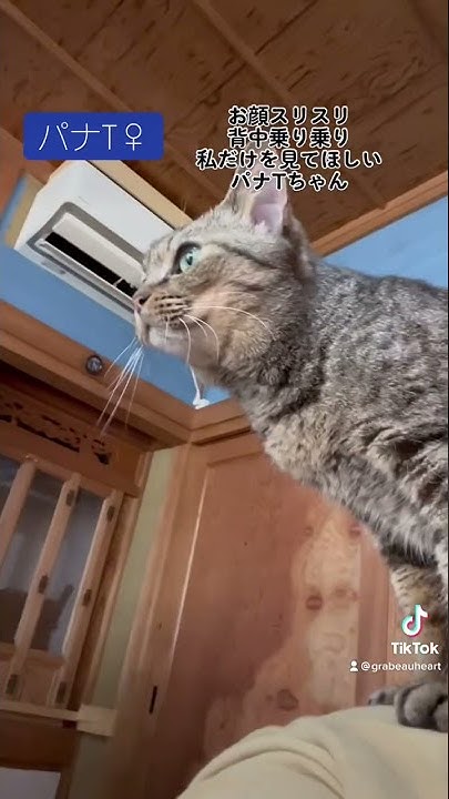 グラビューハート 保護猫シェルター Youtube