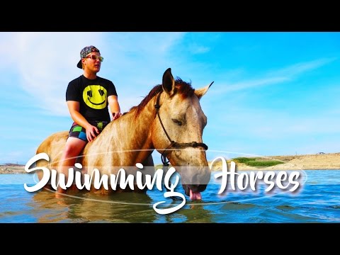 Swimming Horses In Bonaire | Beautiful Caribbean Horse Riding Trail