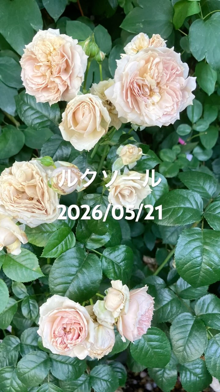 ルクソール 2026年5月21日 ロサオリエンティス(Rosa Orientis)の