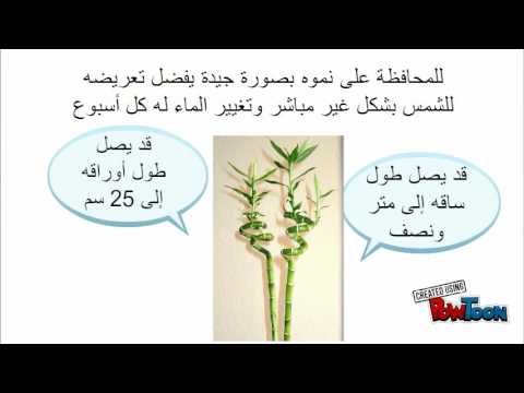 ساق البامبو Youtube