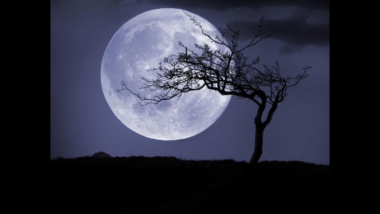 Have You Ever Seen A ‘Moon Tree’ Where You Can See A Curious Legacy Of